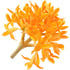 Chinese osmanthus absolute Orpur